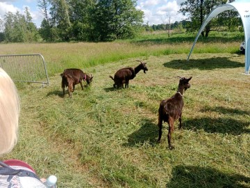 Dzień Łąki na Polu Nieborowskim z Fundacją „Kwietna” , 